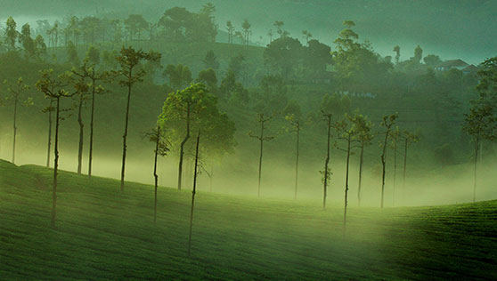 Misty mornings at tea gardens enroute to Thekkady India